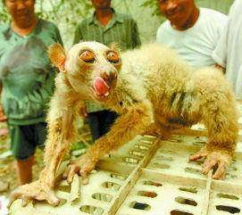 怪物吃瓜先生,揭秘神秘生物的趣味食趣
