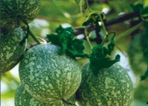 长兴吊瓜怎么吃,美味多汁，解锁独特食用新方式