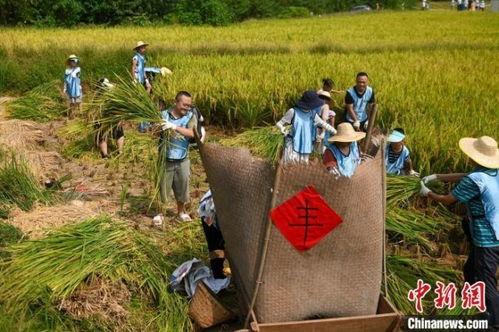 孩子在稻田旁吃瓜,孩子快乐成长瞬间