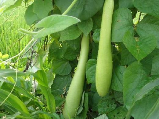 瓠子瓜怎么吃最好,瓠子瓜的多样美味吃法探索