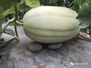 边放歌边吃瓜,夏日休闲新风尚