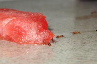 蚂蚁吃幼瓜,揭秘自然界的奇妙生态现象