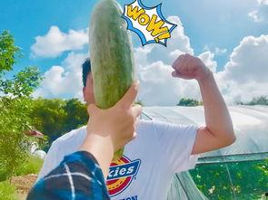 群众吃瓜怎么读,揭秘社会热点背后的真相