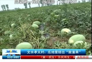 吕梁文水吃瓜,探寻当地特色“吃瓜”文化