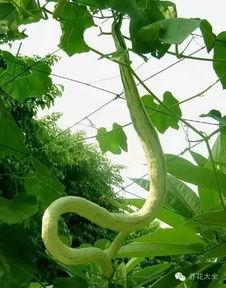 直播吃蛇瓜,挑战味蕾极限，网红主播现场品尝蛇瓜