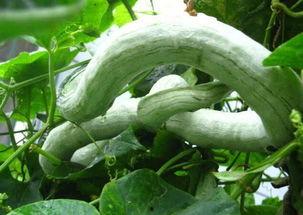 直播吃蛇瓜,挑战味蕾极限，网红主播现场品尝蛇瓜