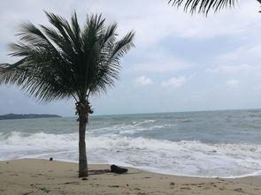 苏梅岛吃瓜,一场热带风情的吃瓜之旅