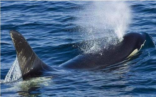 吃瓜鲸鱼88,探寻海洋中的神秘美食传奇