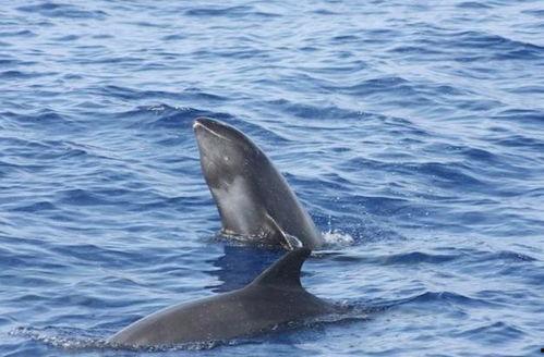 吃瓜鲸鱼88,探寻海洋中的神秘美食传奇