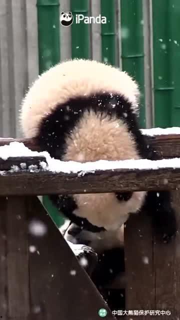 吃瓜小熊尴尬,一场意外的“瓜”事