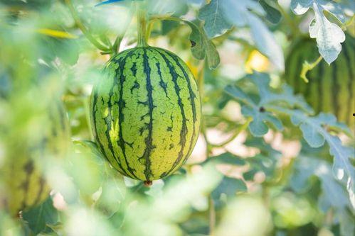 文水近期吃瓜大全,文水近期热门吃瓜事件大盘点