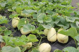 银瓜啥季节吃,夏季消暑佳品，尽享清凉美味