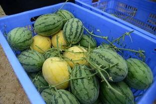 浙农林吃瓜群,揭秘校园生活趣味瞬间