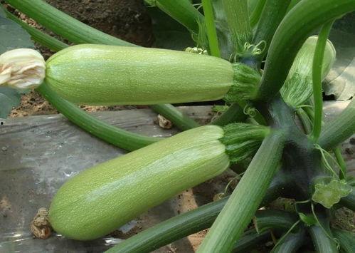 瓠瓜是什么瓜怎么吃,揭秘其身份与多样食用方法