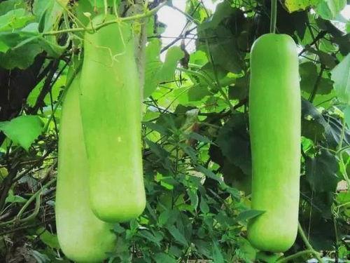 瓠瓜是什么瓜怎么吃,揭秘其身份与多样食用方法