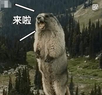 土拨鼠吃瓜表情包,趣味横生的网络文化现象