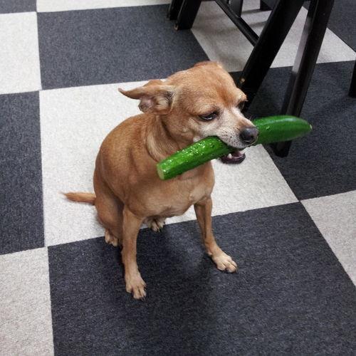 吃瓜的小狗头像,吃瓜小狗的趣味日常