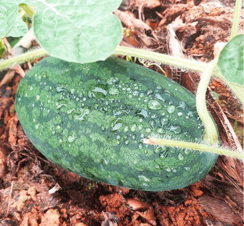 全网吃瓜渠道,揭秘娱乐圈最新瓜料大揭秘！