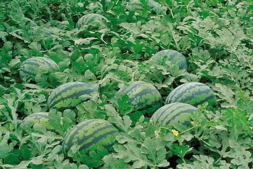 汉中南郑吃瓜,瓜果飘香，品味夏日清凉