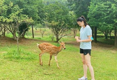 小鹿妈妈吃瓜,揭秘娱乐圈幕后故事