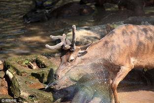 小鹿妈妈吃瓜,揭秘娱乐圈幕后故事