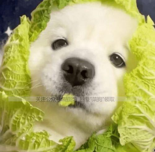 狗头和吃瓜情侣头像,趣味横生的表情包新宠