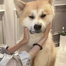 狗头和吃瓜情侣头像,趣味横生的表情包新宠