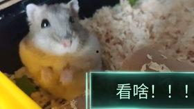 吃瓜突然抬头,揭秘娱乐圈幕后真相