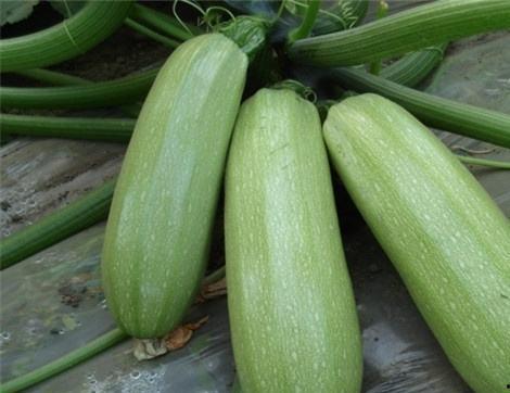 高瓜吃有什么好处,健康生活新选择