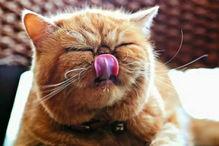 瓜州牧的猫条可以吃吗,揭秘猫咪美食新选择