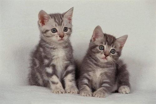 瓜州牧的猫条可以吃吗,揭秘猫咪美食新选择