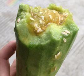 动物吃羊角蜜瓜,动物们的美食盛宴