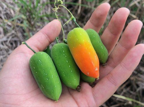 茅瓜可以 吃吗,美味与营养并存的天然食材