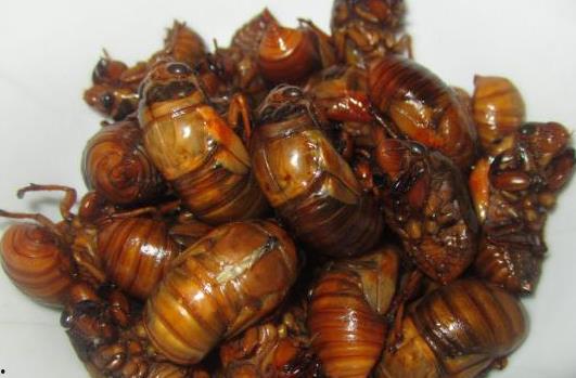 茅瓜可以 吃吗,美味与营养并存的天然食材