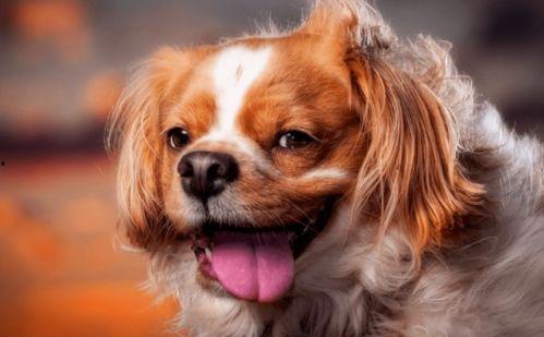 狗狗可以吃毛瓜,毛瓜，狗狗的健康美味新选择