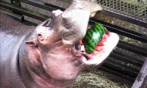 河马吃瓜的危害,生态平衡的破坏者