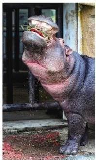 河马吃瓜的危害,生态平衡的破坏者