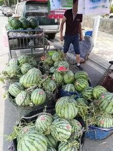 桃源新村吃瓜事件,邻里纠纷背后的社区风波