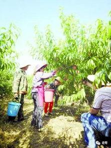 桃源新村吃瓜事件,邻里纠纷背后的社区风波