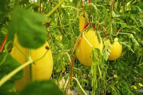 怎么吃山里的瓜,探索自然美味的新吃法