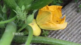 吃色瓜群,一场味蕾与视觉的盛宴之旅