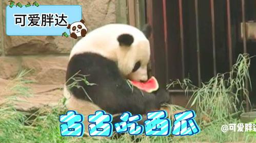 panda吃瓜,揭秘萌宠的“吃瓜”日常
