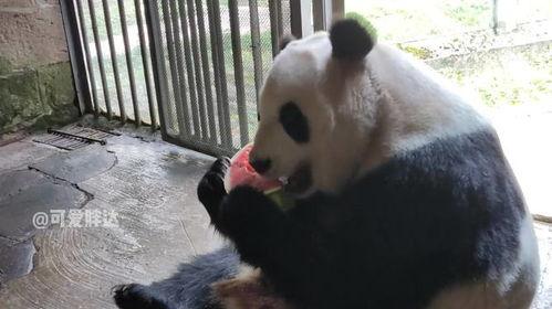 panda吃瓜,揭秘萌宠的“吃瓜”日常