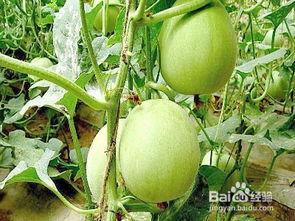 孕妇吃密瓜,孕妇吃密瓜的益处与注意事项