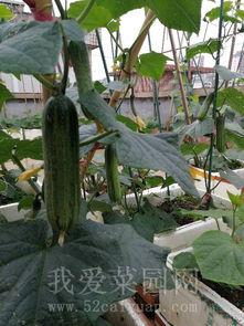 长辈阳台吃瓜趣事,长辈们的欢乐食瓜趣事