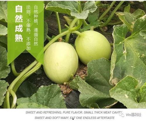 吃货瓜瓜不吃瓜,不尝不罢休的味蕾探险记