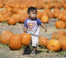 南瓜吃瓜事件图片高清,一场视觉奇观引发的全民热议