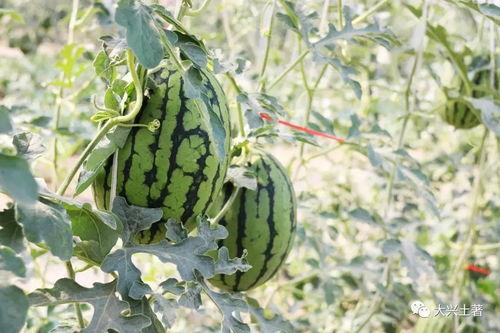 吃瓜的大平台,谁才是娱乐圈风向标？