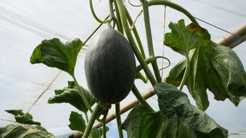 吃瓜会上头吗,揭秘网络热议背后的心理效应