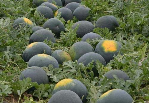 黑皮瓜可以吃吗,揭秘其食用安全与美味之谜